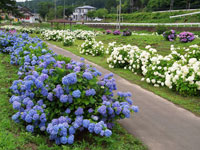 川崎あじさい公園