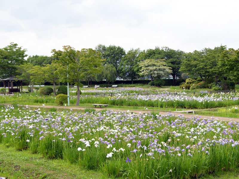 山王史跡公園あやめ園