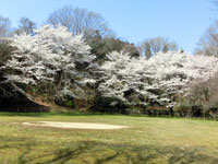 観音山公園