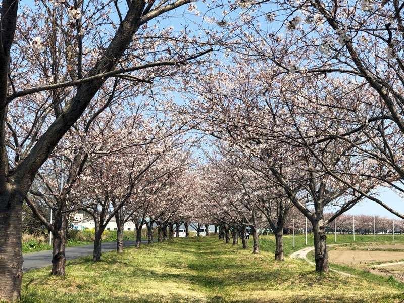 新利根川桜づつみ