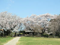 桜町史跡公園