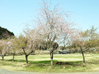 森山花・水・木公園