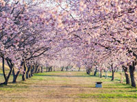 北浅羽桜堤公園