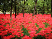 巾着田曼珠沙華公園