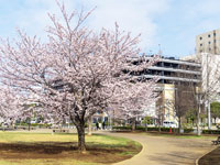 西初石近隣公園