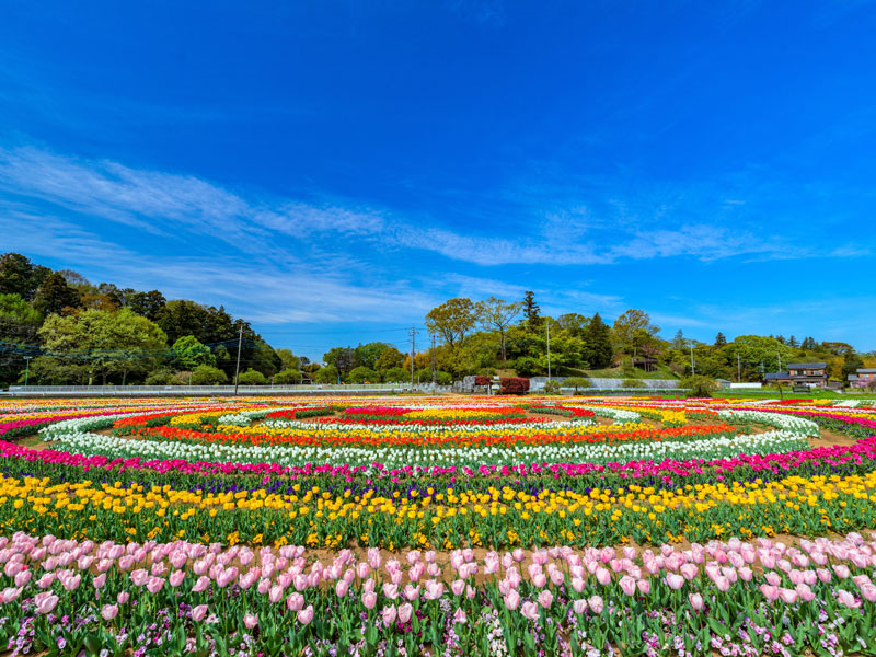 あけぼの山公園