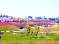 新荒川大橋緑地