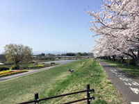 多摩川中央公園