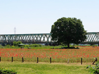 小松川運動公園