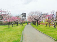 発寒河畔公園