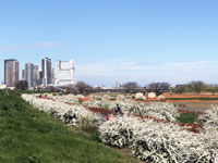 多摩川緑地古市場地区