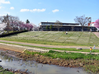 新津川河川広場