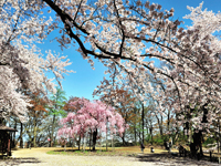 水道山・観音山公園