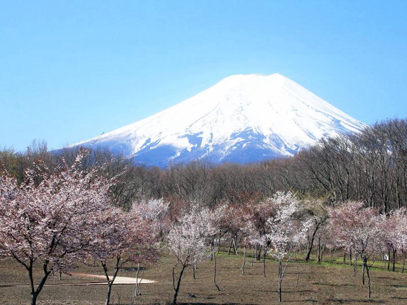 富士散策公園