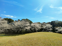 伊左地緑地