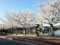 青池公園