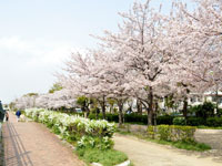 蓬川緑地公園