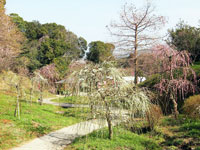 広田梅林ふれあい公園