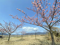八束千本桜公園