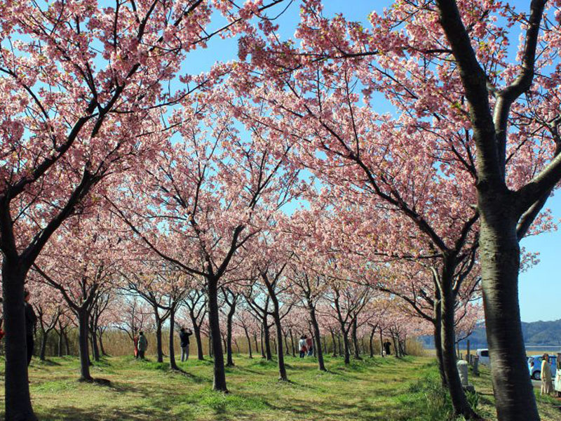 八束千本桜緑地