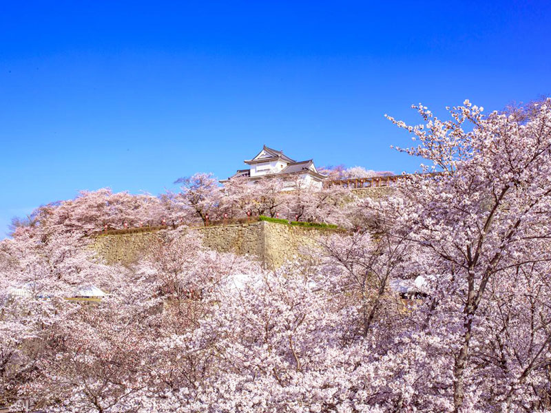 鶴山公園