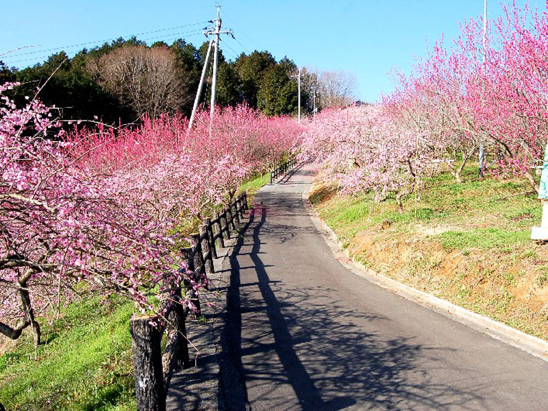 梅の里公園