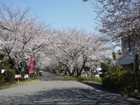 桜づつみ公園