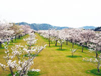 四万十川桜づつみ公園