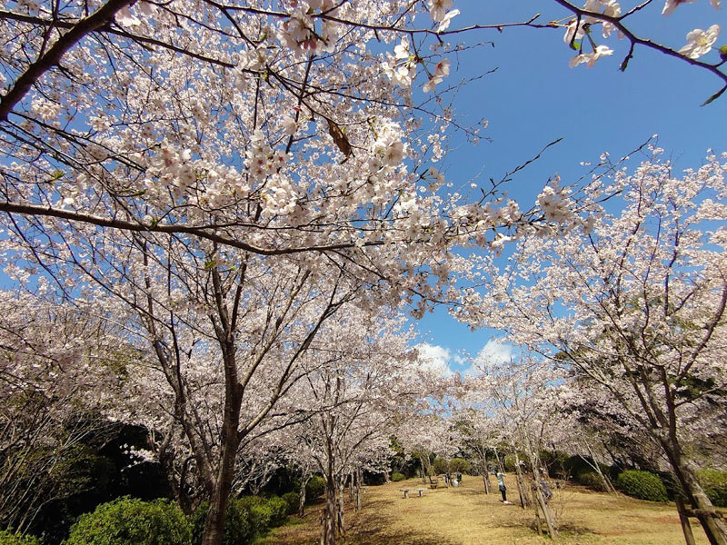 黒崎公園