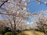 黒崎公園