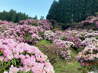 ミヤシノシャクナゲ公園