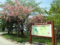 浪岡湿生花園