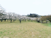 田ノ原公園