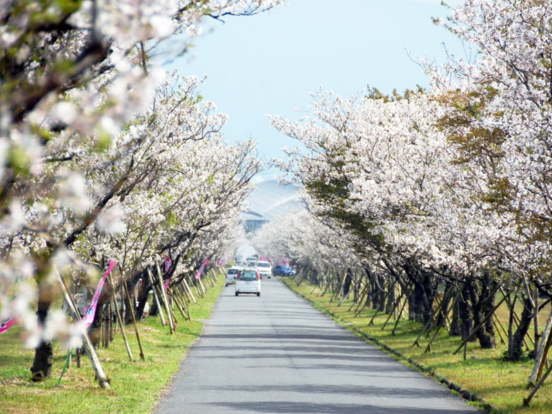 平和桜並木公園