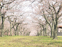 亀ヶ岡公園