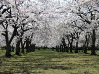 平滝沼公園