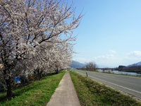 桜堤防緑道公園