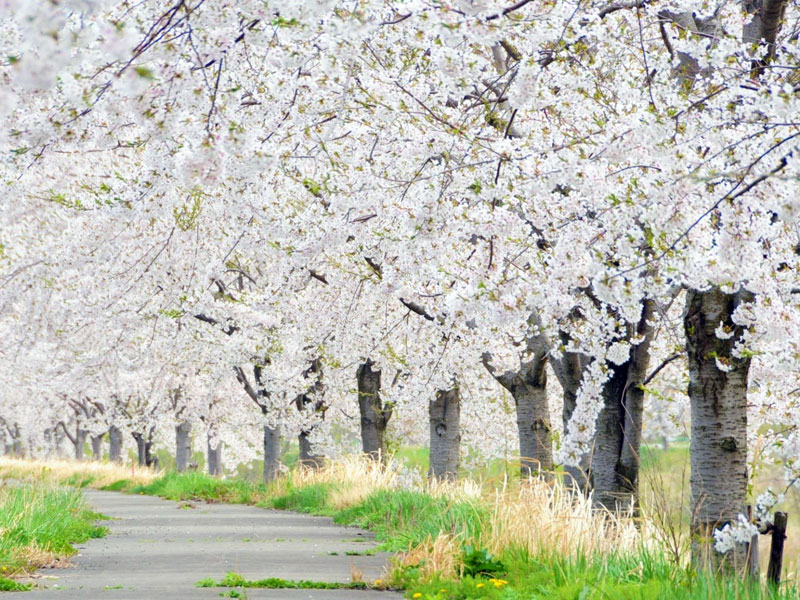 芋川桜づつみ河川緑地