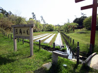 菖蒲公園