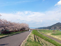 桜づつみ公園