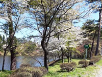 中央公園