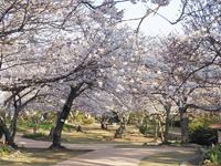 白野江植物公園